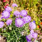 La Terrasse * Sint-Idesbald